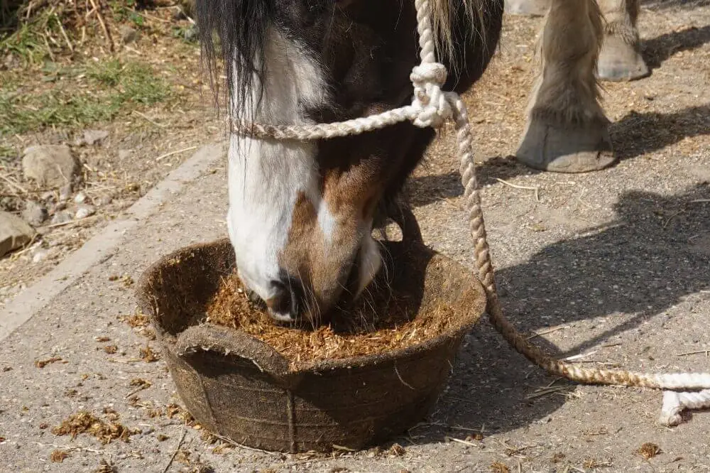 ail-semoule-chevaux-bienfaits-dosage-posologie