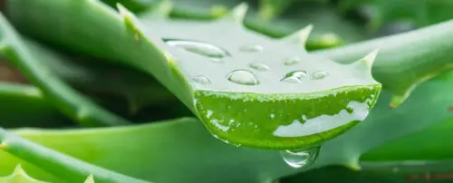 aloe-vera-cheval
