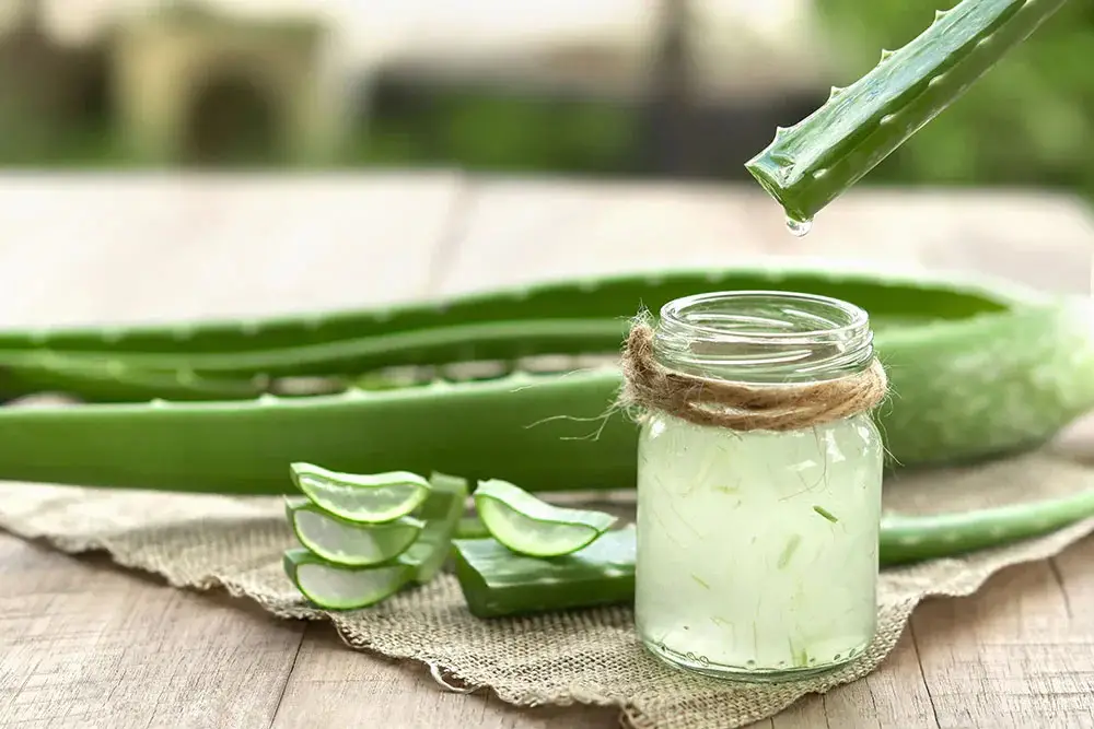 aloe-vera-cheval-bienfaits-posologie-quantité-recommandée