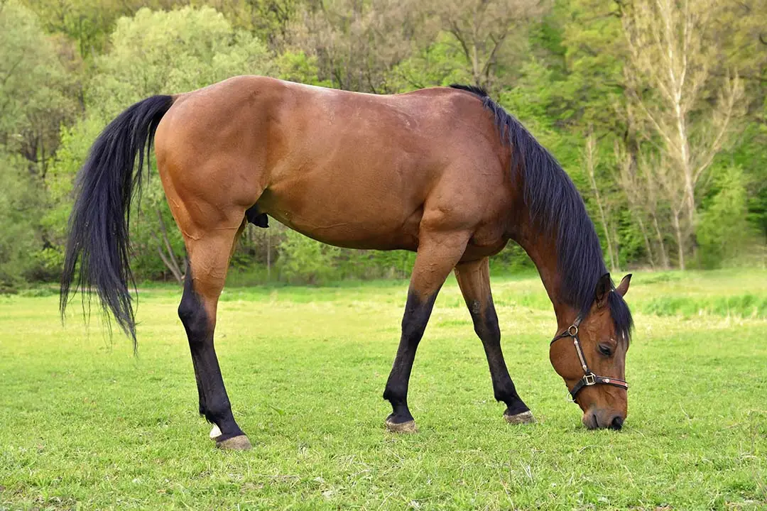 aloe-vera-cheval-conseils-pratiques