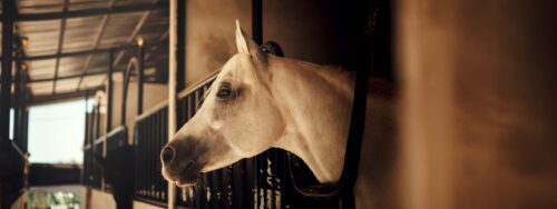 anti-inflammatoire-cheval-sans-ordonnance