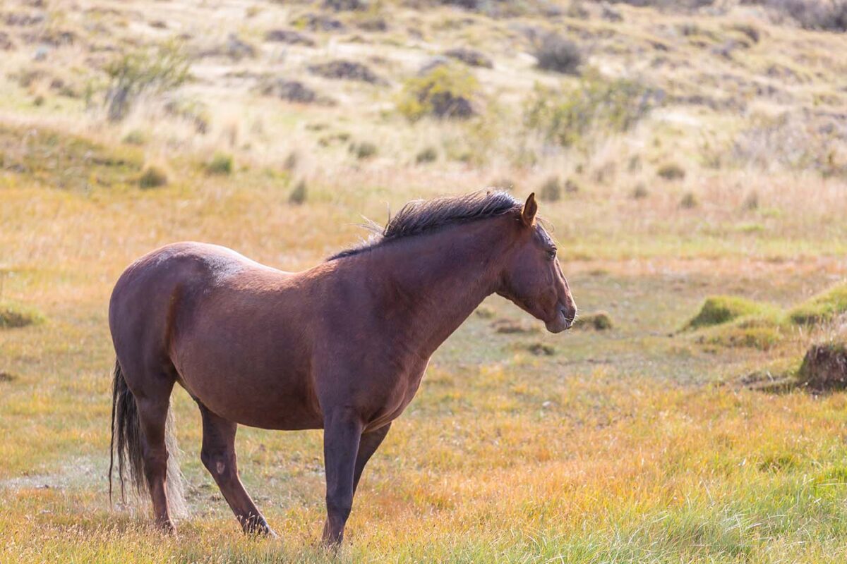 anti-inflammatoire-cheval-sans-ordonnance-quel-produit-choisir