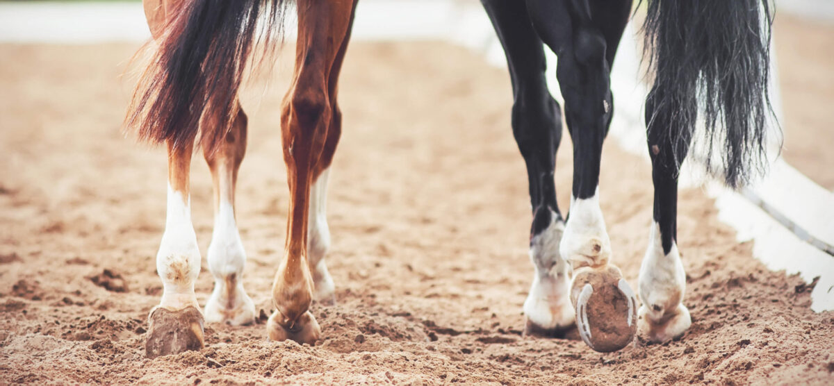 aplombs-cheval-en-mouvement