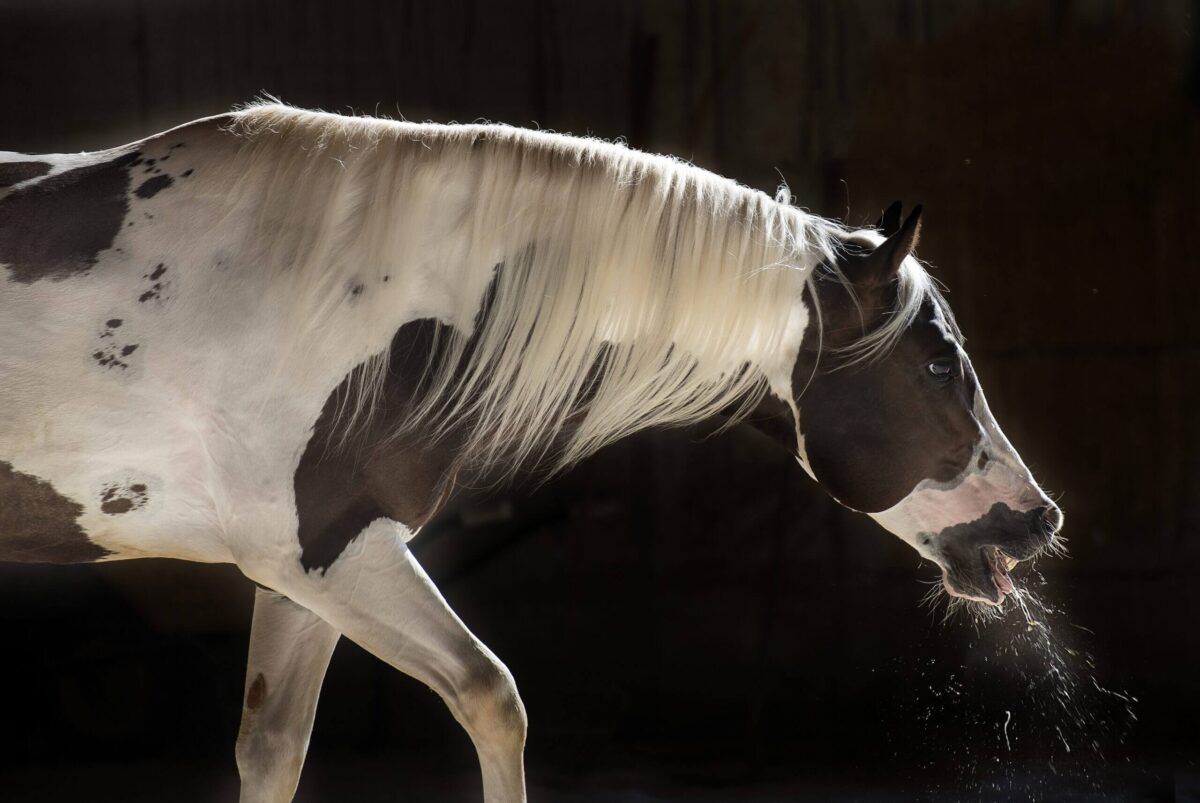 asthme-cheval-que-faire-medicament