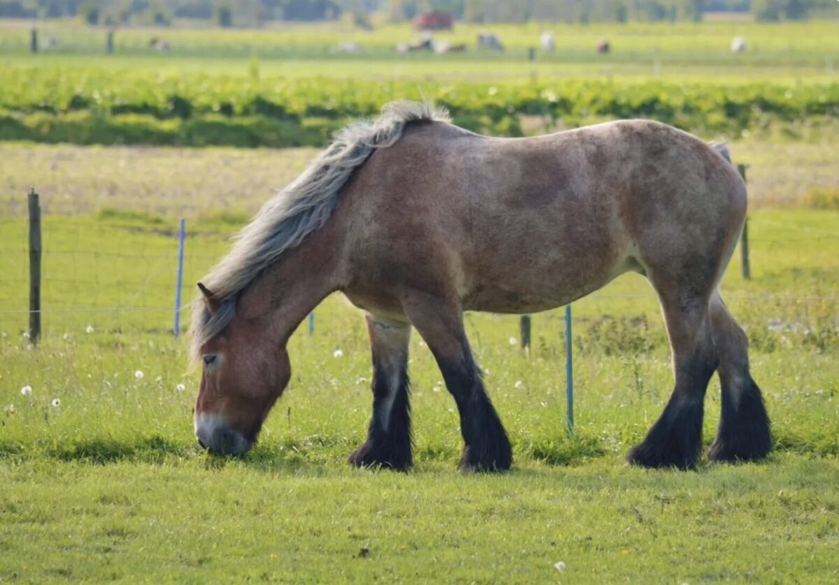 braban-belge-cheval-origine-prix-taille-caractere
