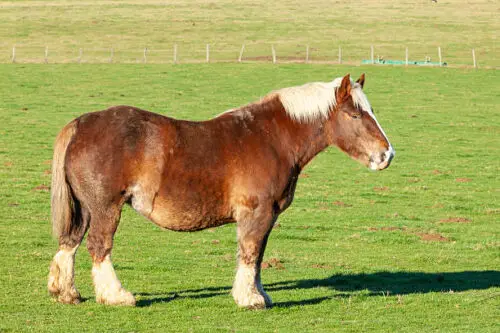brabancon-cheval-origine-prix-taille