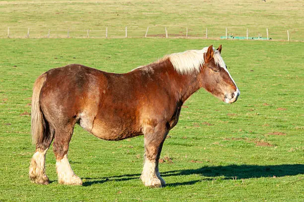 brabancon-cheval-origine-prix-taille