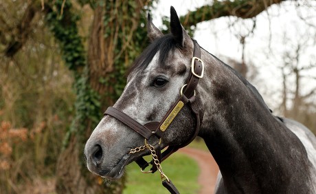 causes-cornage-cheval-operation