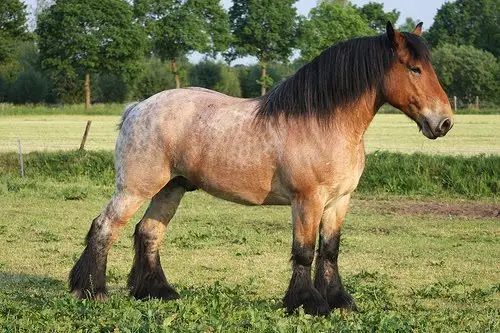 cheval-brabancon-belge-poids-prix-caractere