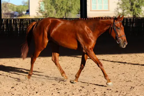 cheval-de-sport-belge-origine-prix-taille