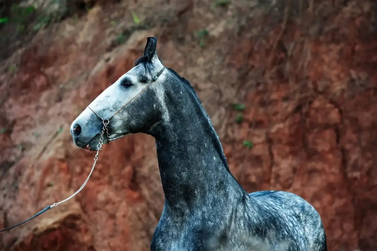 cheval-indien-amerique-race