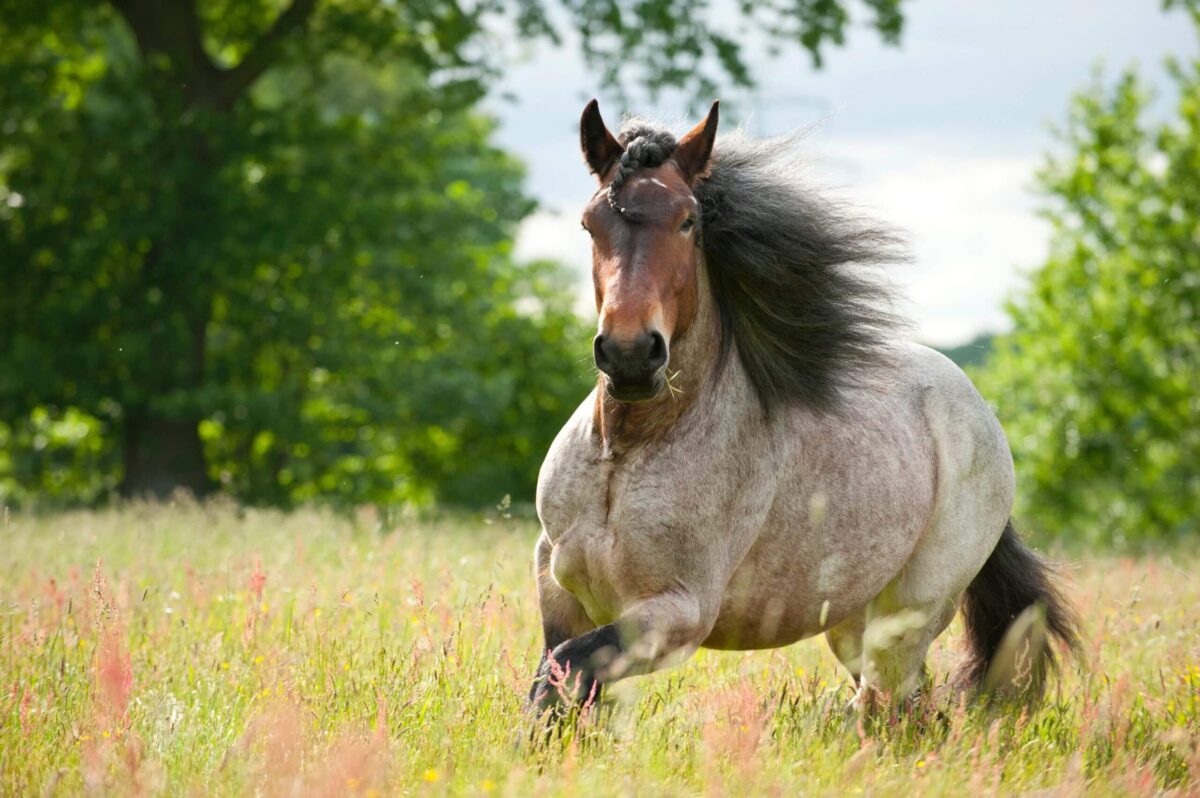 cheval-le-plus-lourd-du-monde