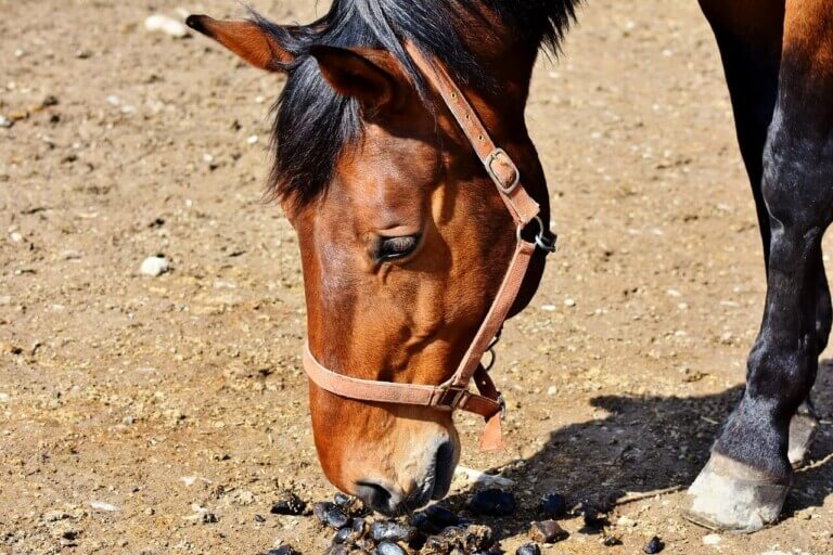 cheval-mange-ses-propres-excrements