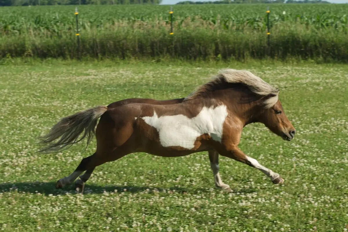 cheval-miniature-americain-taille-race-elevage