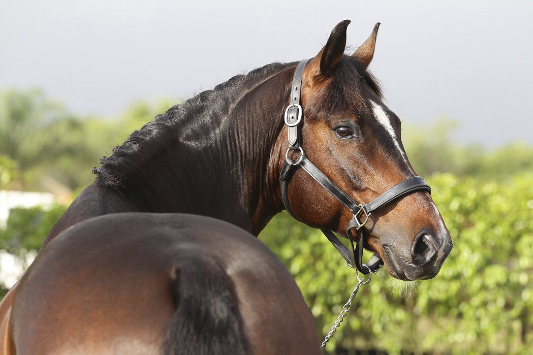 cheval-oldenburg-caractere-robe