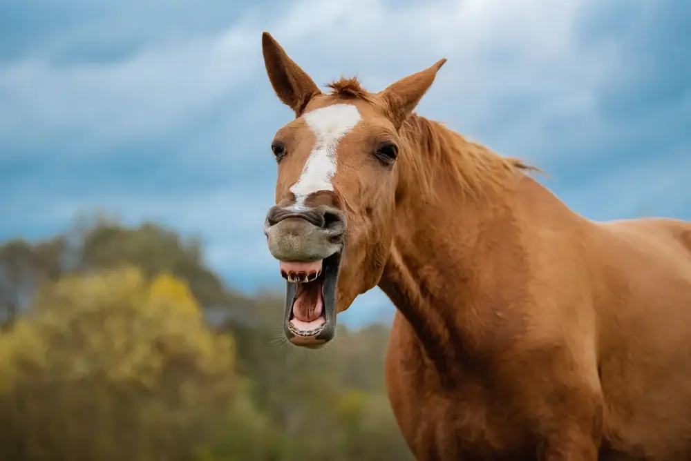 cheval-qui-baille-apres-manger-causes