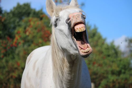 cheval-qui-baille-beaucoup-que-faire
