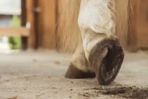 cheval-qui-baille-et-tire-la-langue