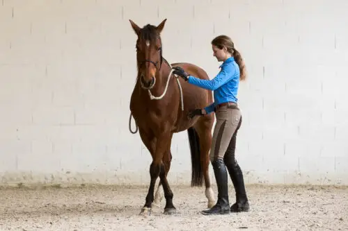 cheval-qui-billarde