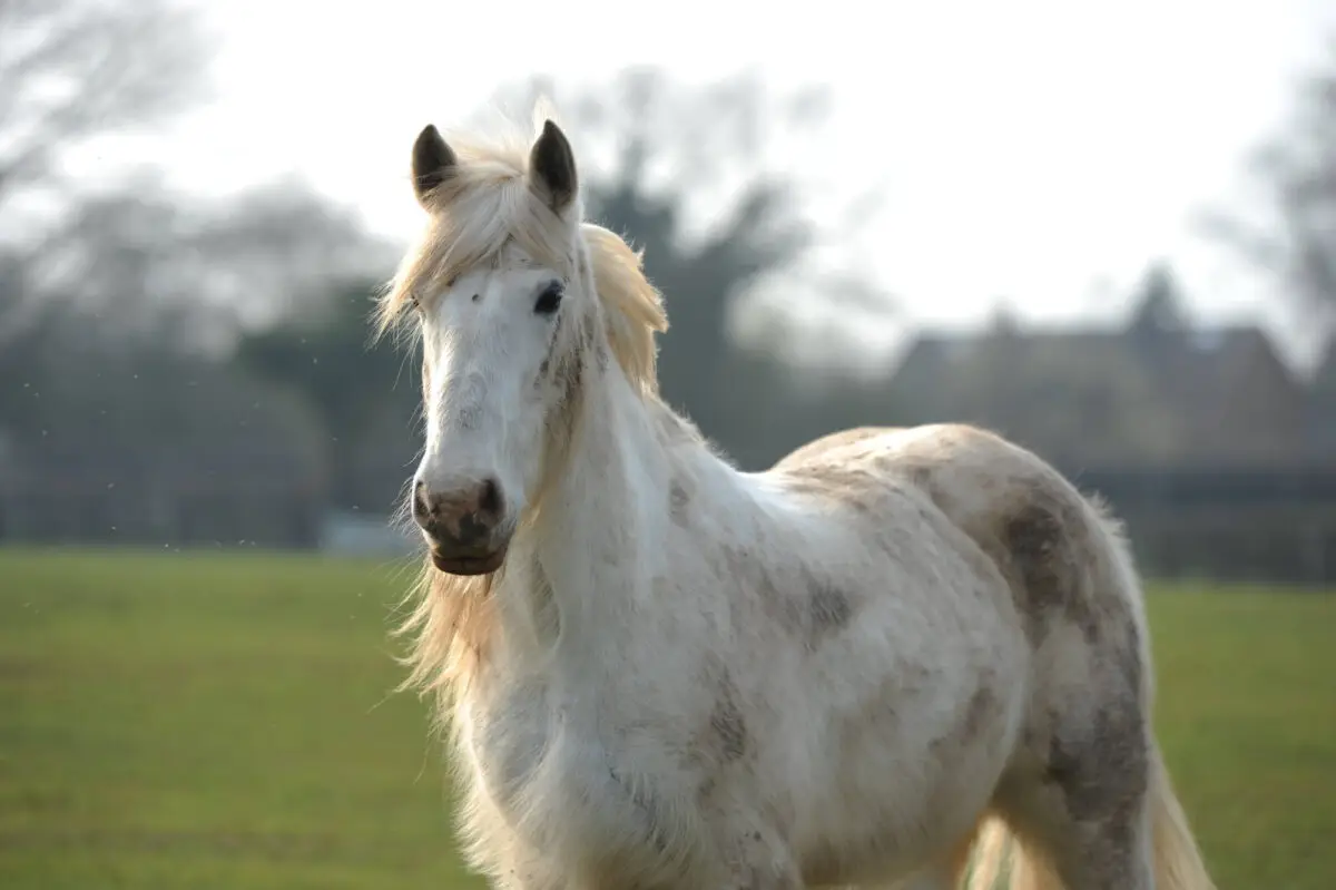 cheval-qui-corne
