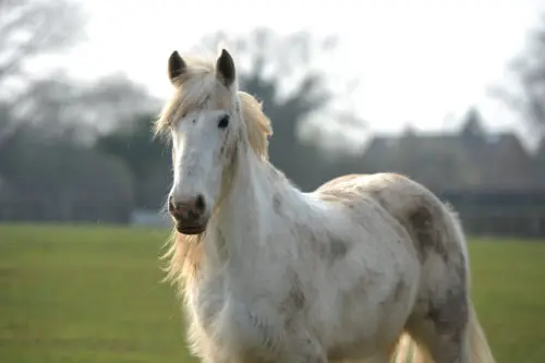 cheval-qui-corne