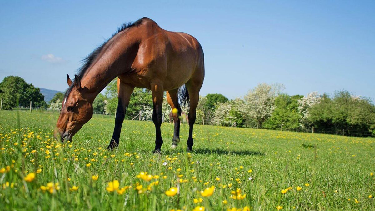 cheval-qui-corne-cest-quoi-bruit-definition