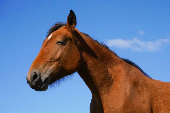 cheval-qui-dort-debout