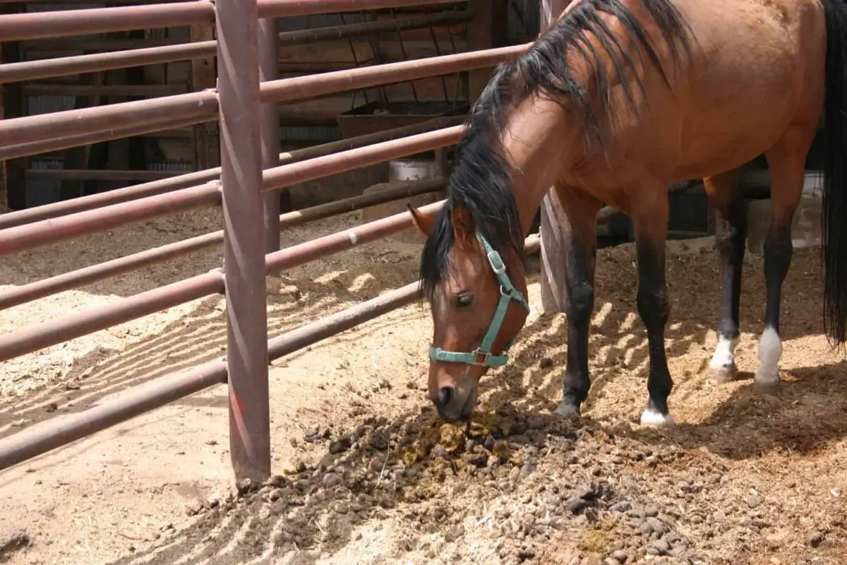 cheval-qui-mange-du-crottin