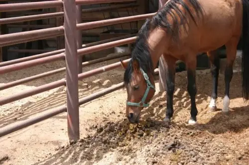 cheval-qui-mange-du-crottin