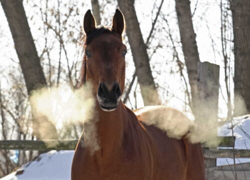 cheval-qui-respire-fort-au-repos