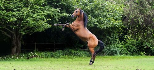 cheval-qui-se-cabre