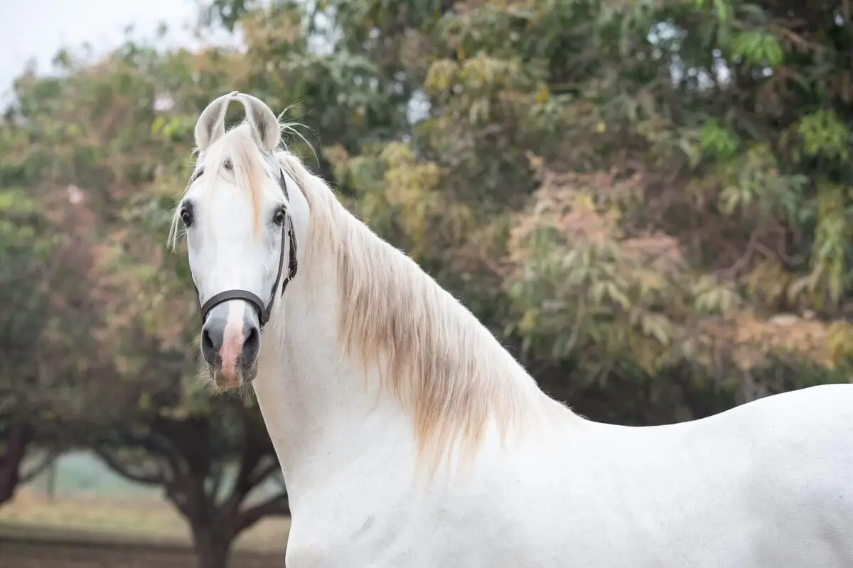 chevaux-indiens-oreilles