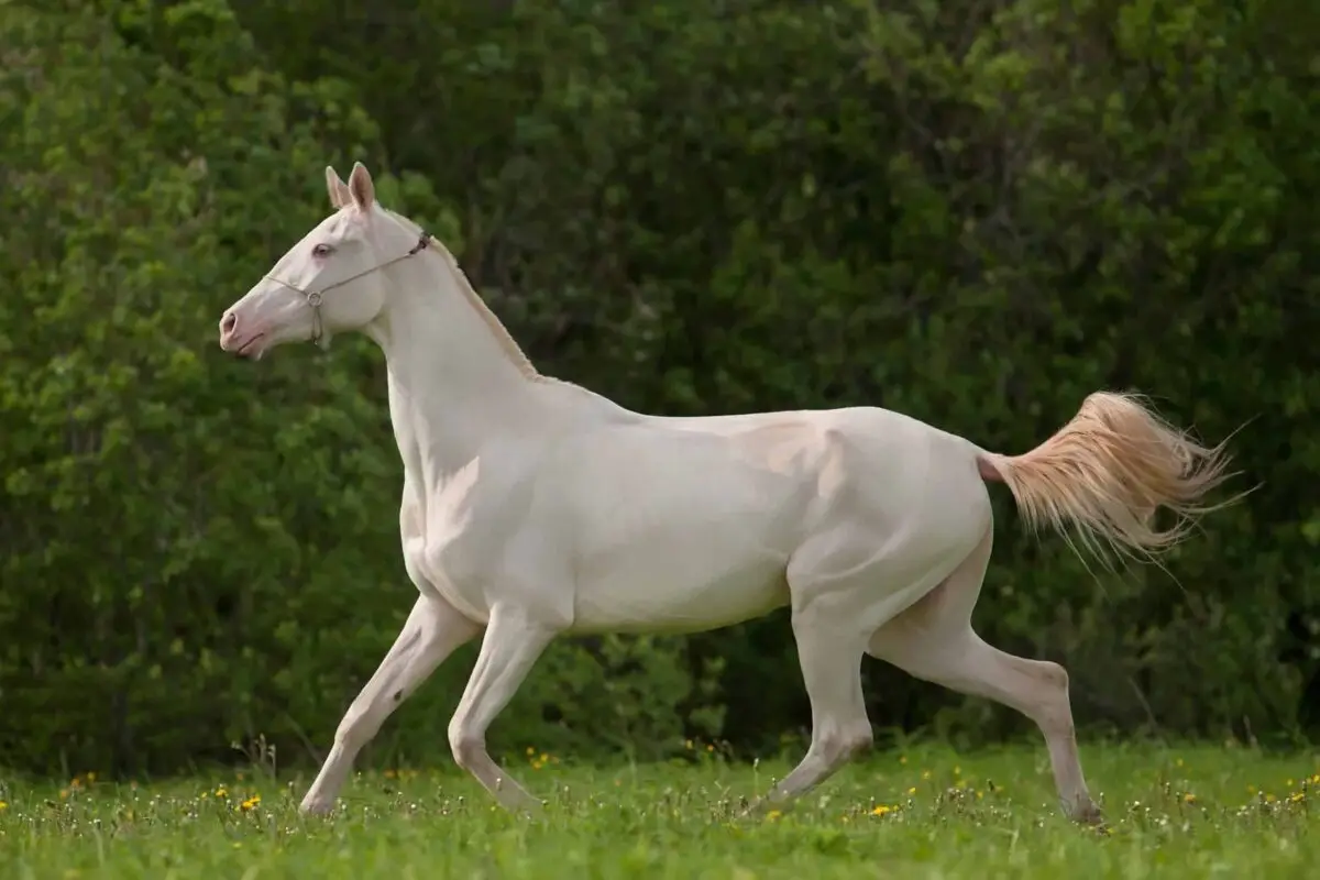 combien-coute-cheval-akhal-teke