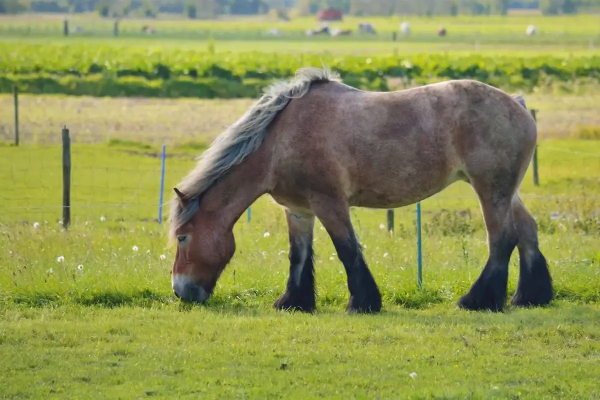 combien-coute-cheval-brabancon