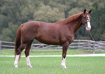 combien-coute-cheval-bwp