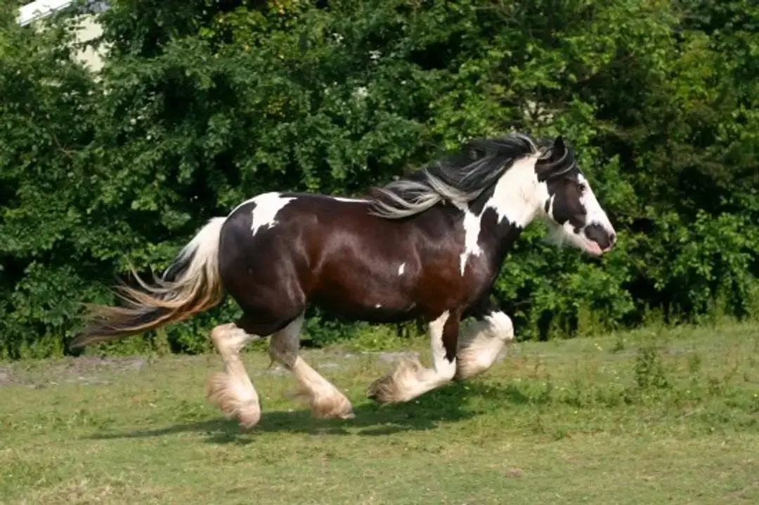 combien-coute-cheval-cob-gypsy-vanner
