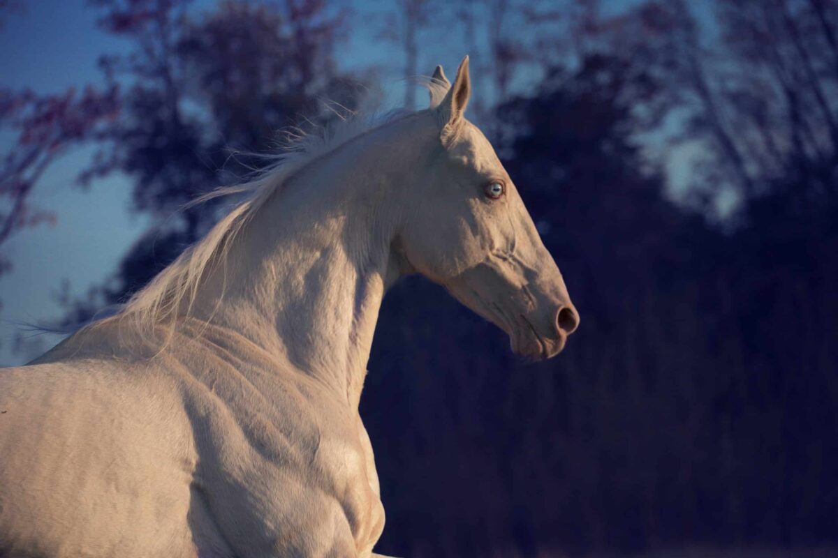 combien-coute-cheval-cremello-ou-perlino