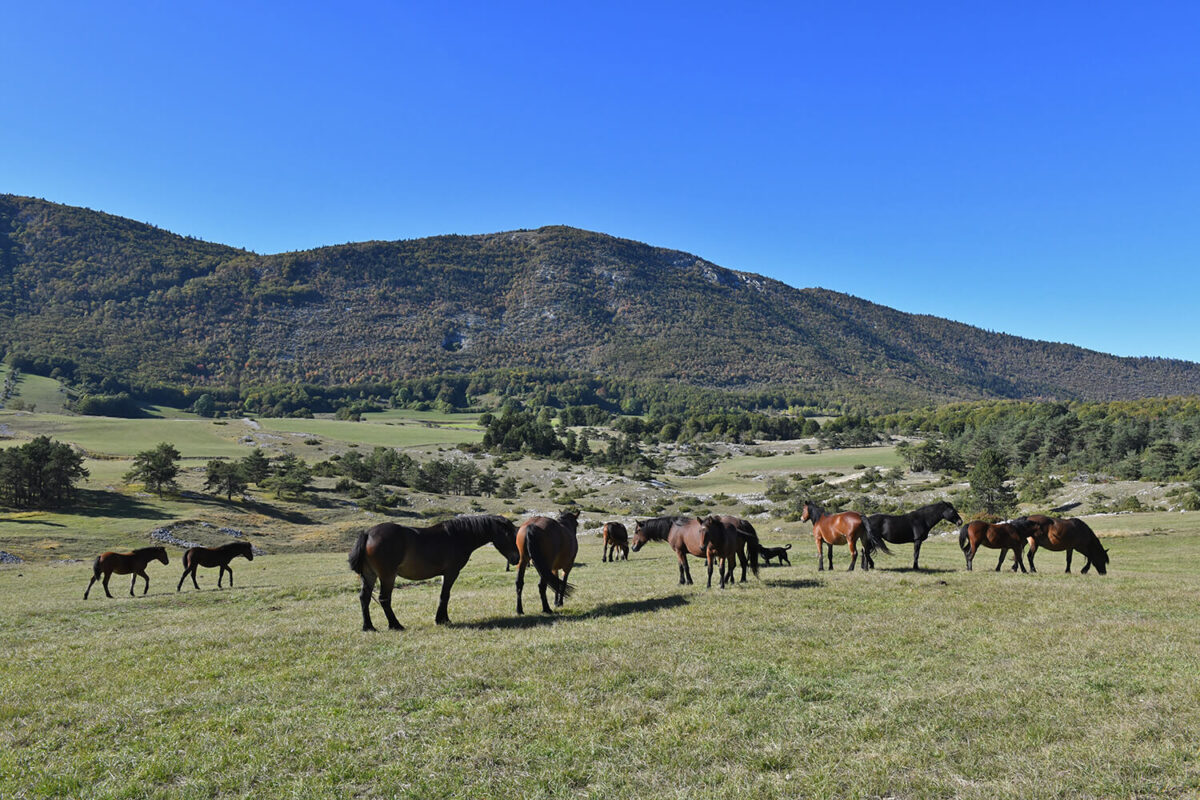 combien-coute-cheval-du-vercors-de-barraquand