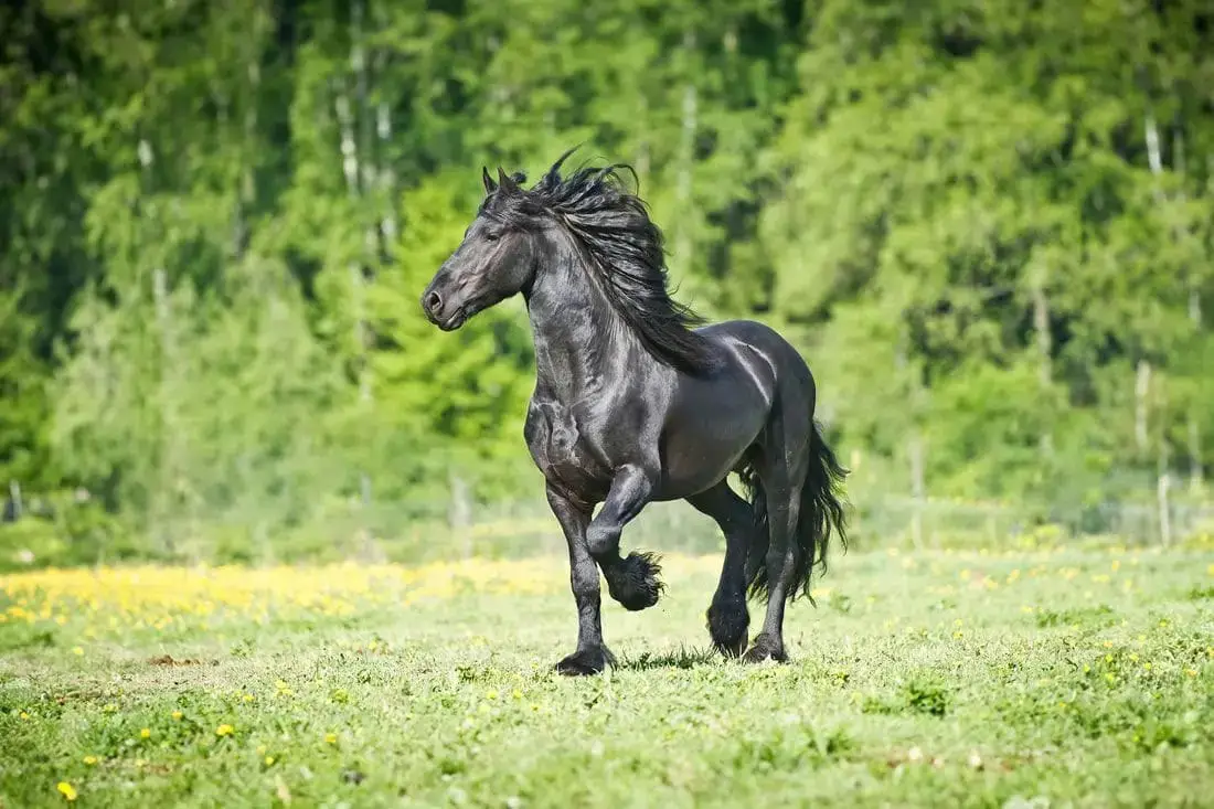 combien-coute-cheval-frison