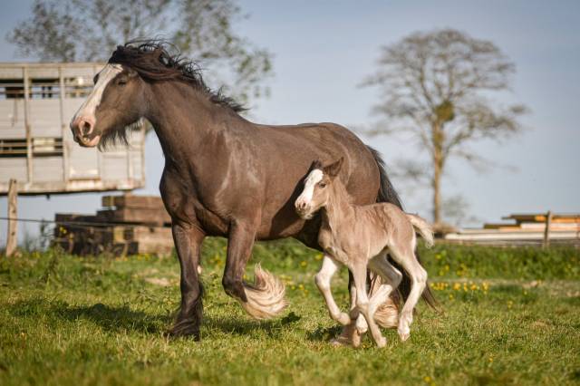 combien-coute-cheval-kladruber-prix