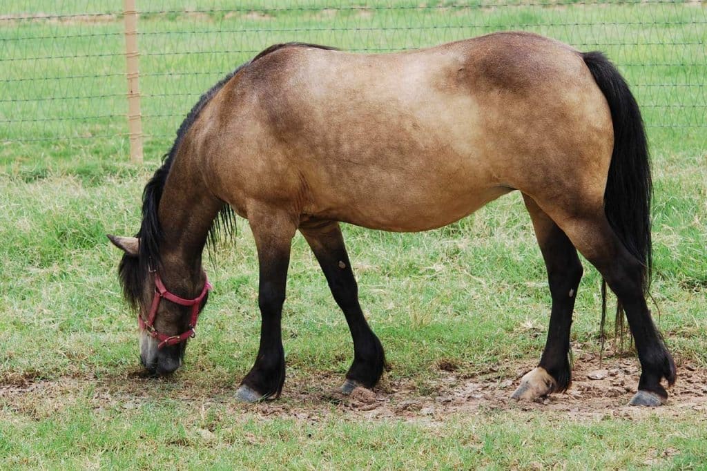 combien-coute-cheval-louvet-isabelle-fume