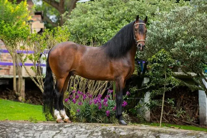 combien-coute-cheval-paso-fino