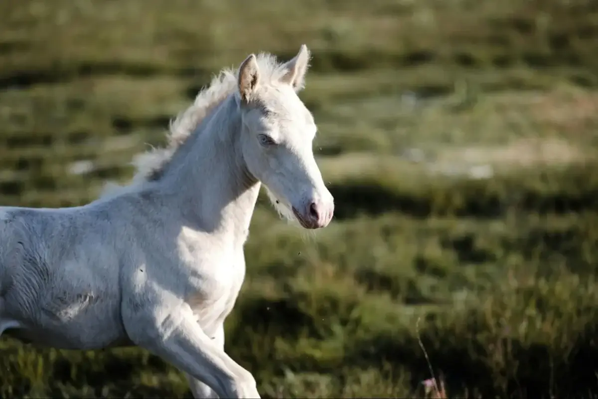 combien-coute-cheval-perlino
