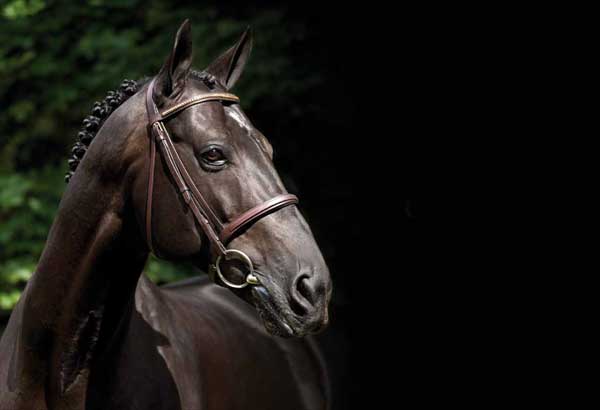 combien-coute-cheval-sweden-warmblood
