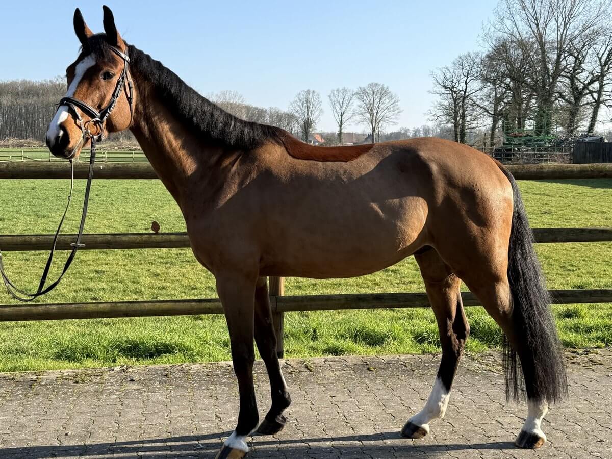 combien-coute-cheval-westphalien