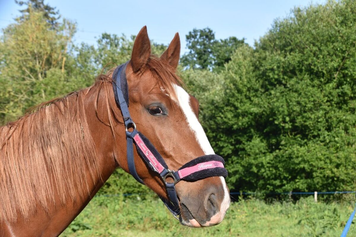 combien-coute-cheval-yearling