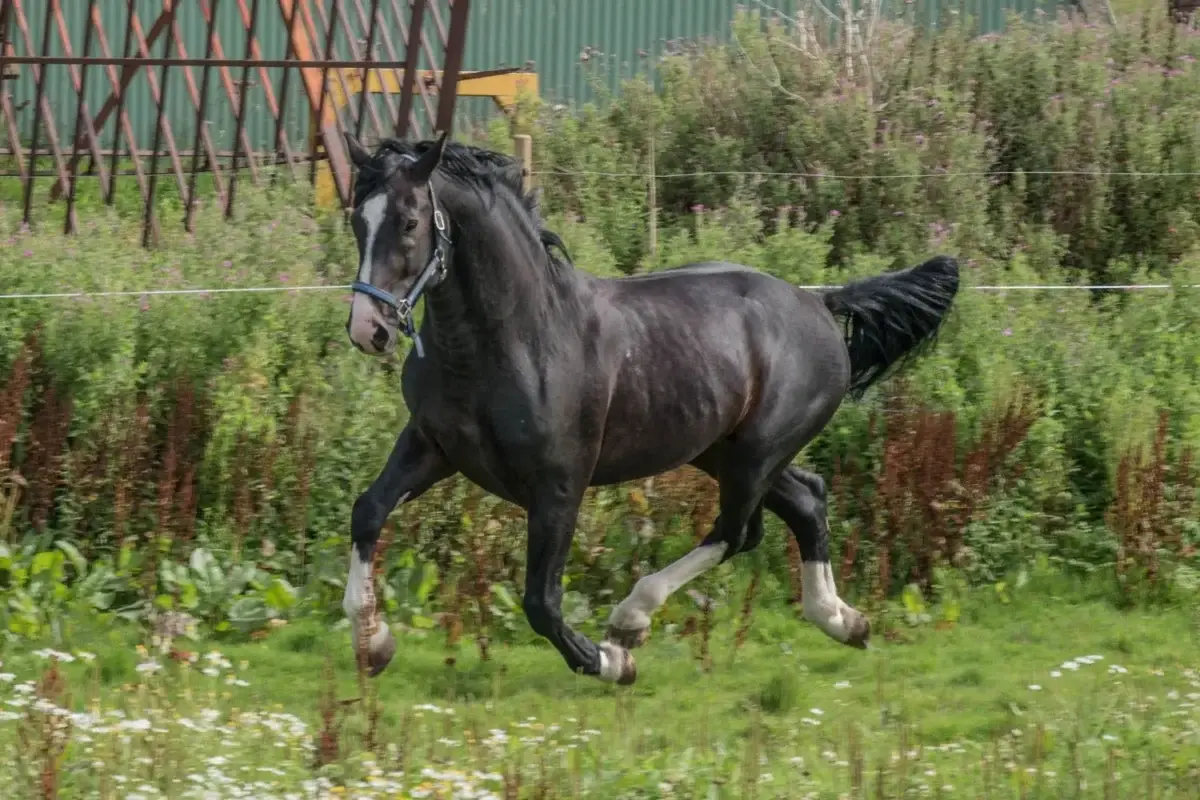 combien-coute-chevaux-oldenbourg