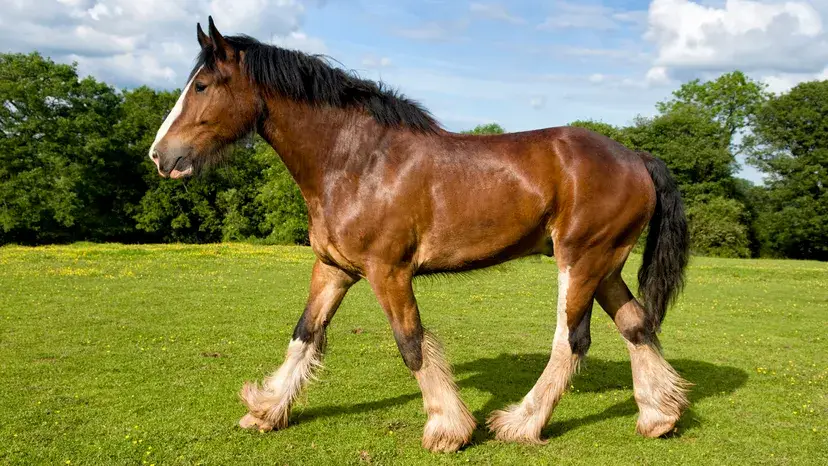 combien-pese-cheval-le-plus-lourd-au-monde
