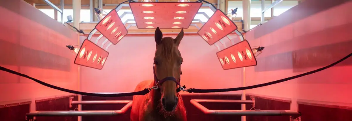 comment-choisir-solarium-cheval