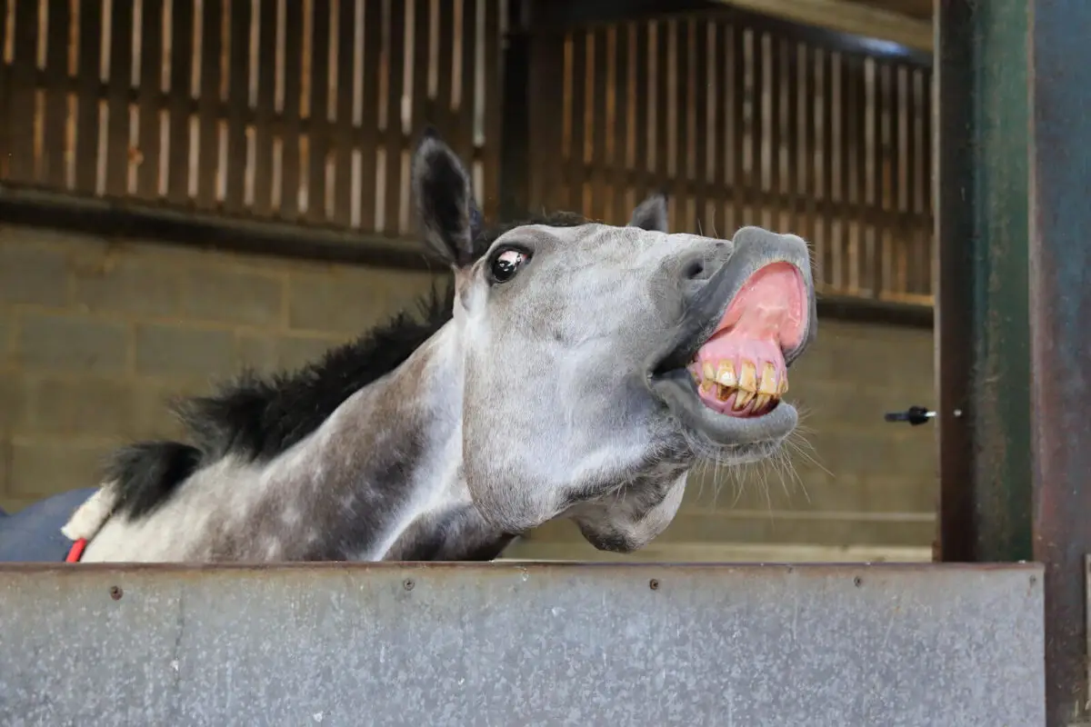 comment-interpreter-flehmen-cheval
